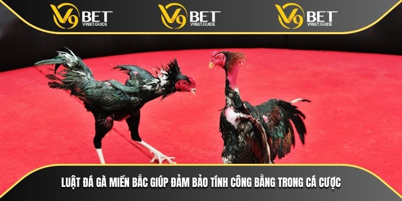 Luật đá gà miền bắc giúp đảm bảo tính công bằng trong cá cược