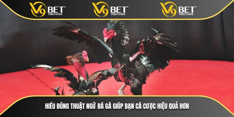Hiểu đúng thuật ngữ đá gà giúp bạn cá cược hiệu quả hơn