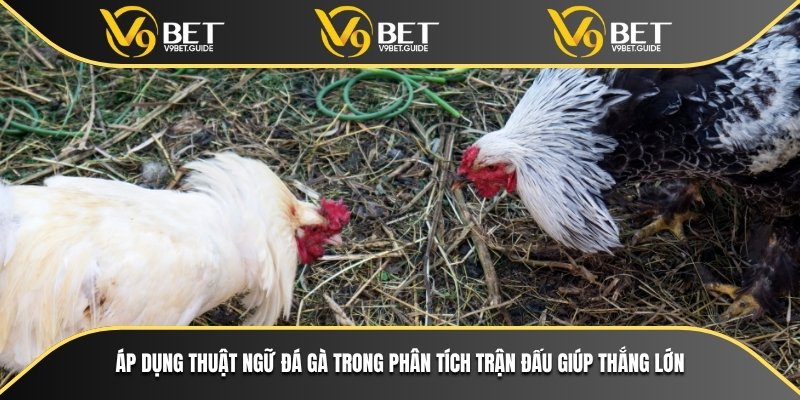 Áp dụng thuật ngữ đá gà trong phân tích trận đấu giúp thắng lớn