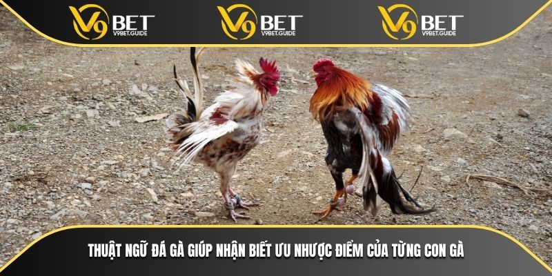 Thuật ngữ đá gà giúp nhận biết ưu nhược điểm của từng con gà