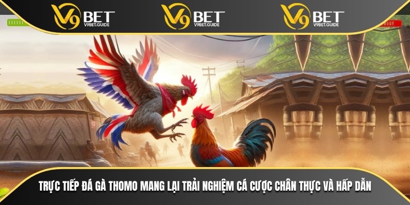 Trực tiếp đá gà Thomo mang lại trải nghiệm cá cược chân thực và hấp dẫn